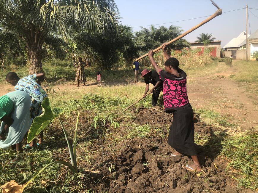 yam harvest